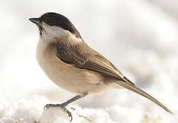 Marsh Tit