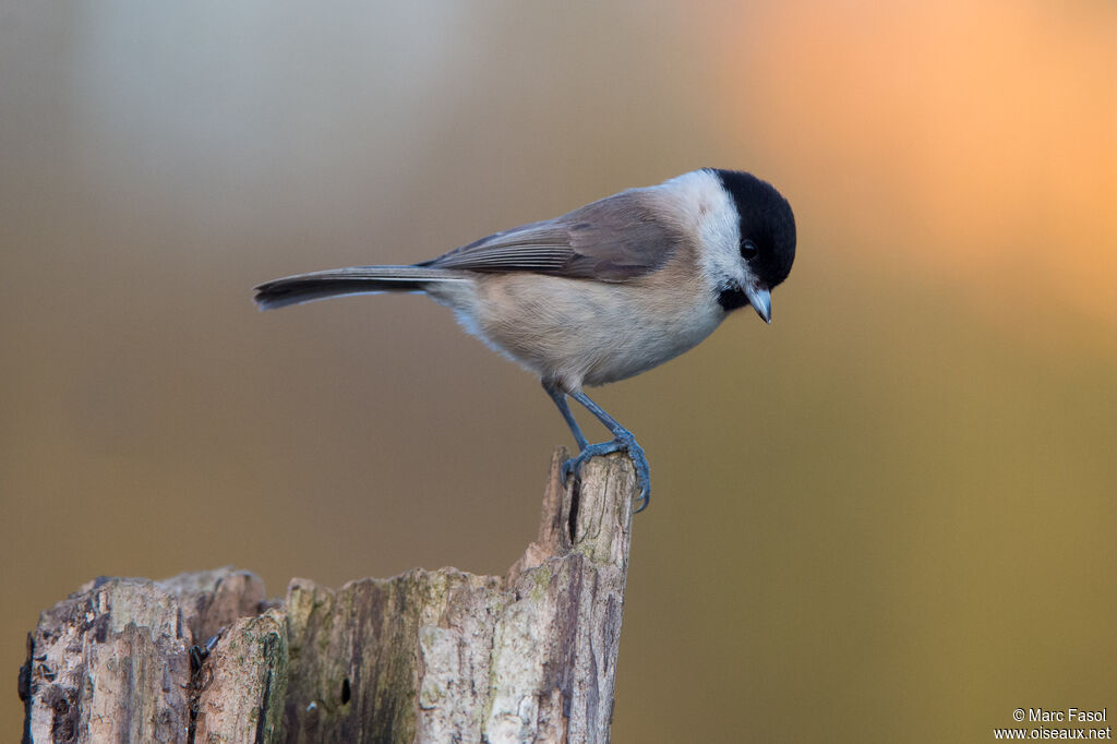 Marsh Titadult, identification