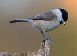 Mésange nonnette