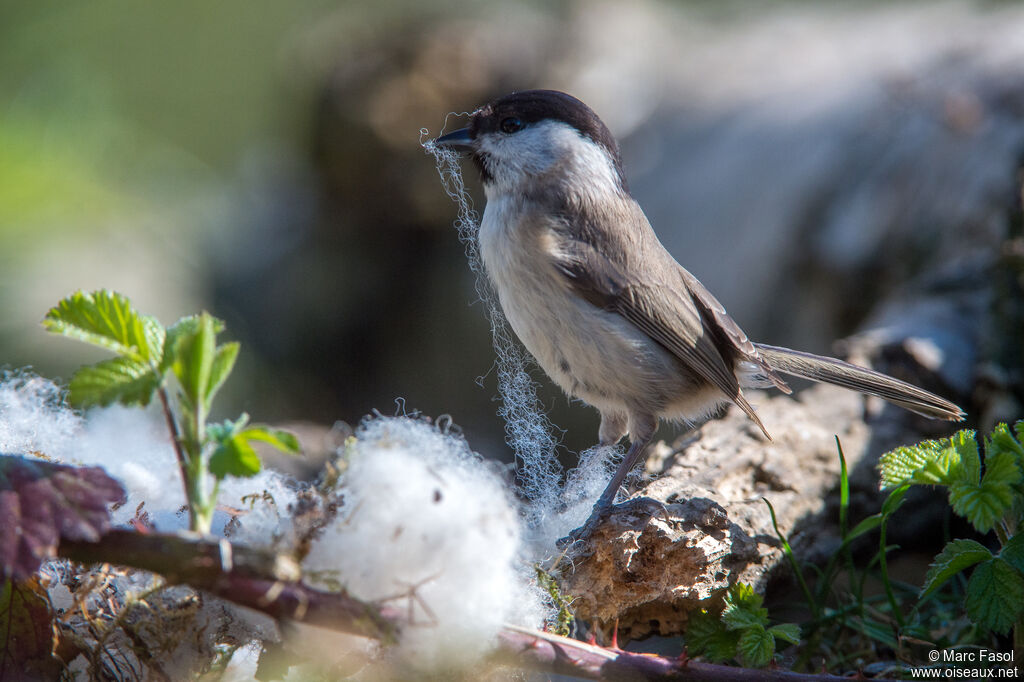 Marsh Titadult breeding, Reproduction-nesting