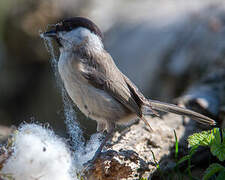 Marsh Tit