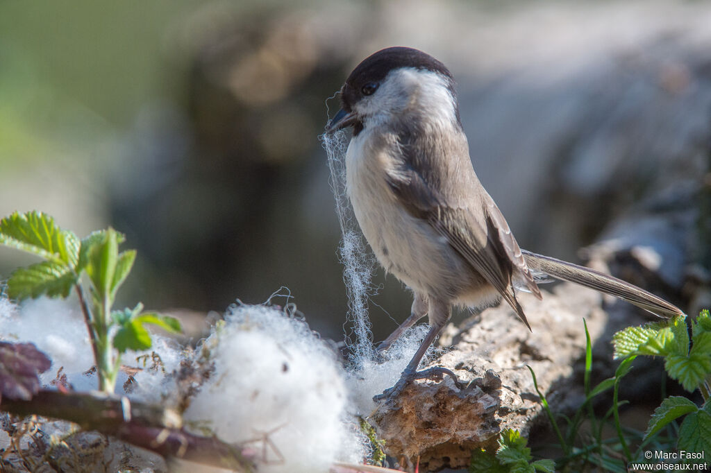 Marsh Titadult breeding, identification, Reproduction-nesting