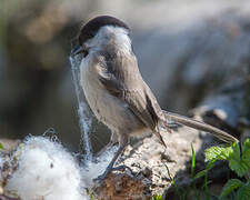 Marsh Tit