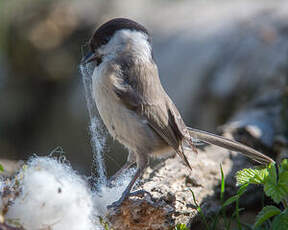 Mésange nonnette