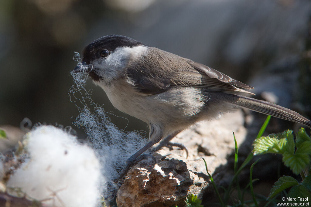 Marsh Titadult breeding, identification, Reproduction-nesting