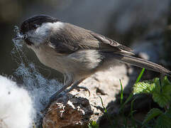 Marsh Tit