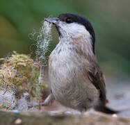 Mésange nonnette