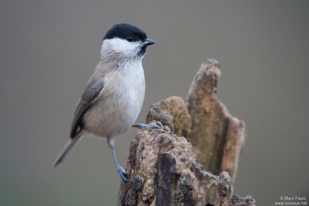 Marsh Titadult, identification