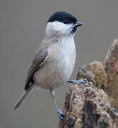 Marsh Tit