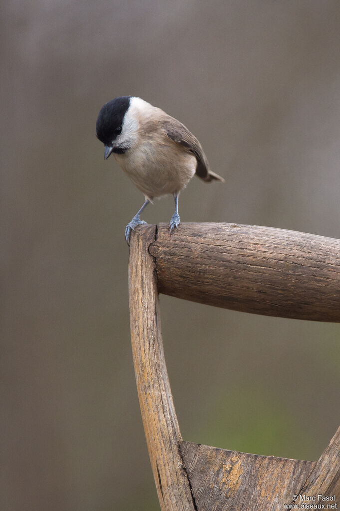 Marsh Titadult, identification