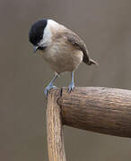 Marsh Tit