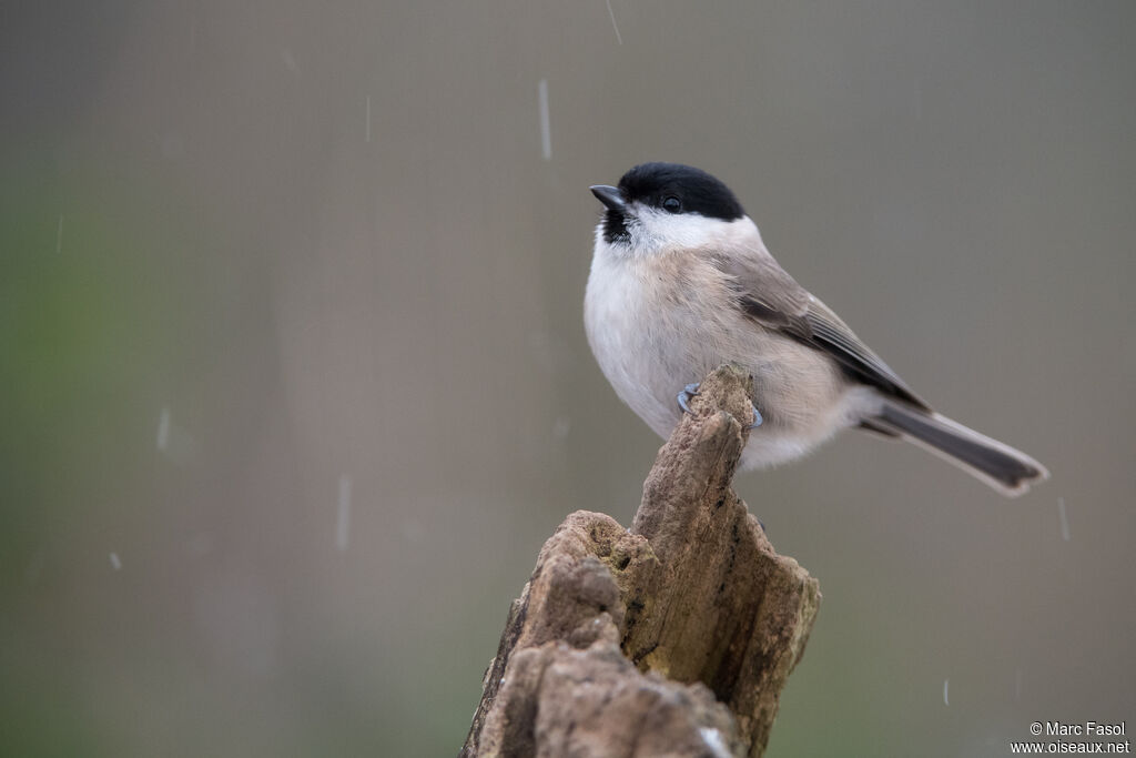 Marsh Titadult, identification