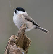 Marsh Tit