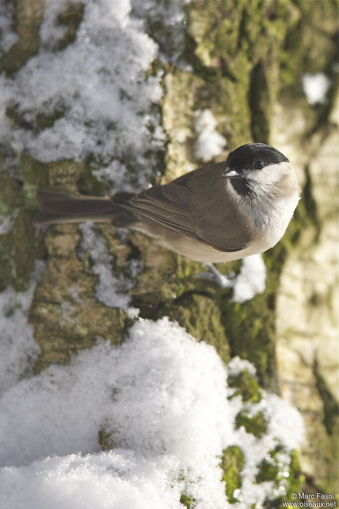 Mésange nonnette, identification