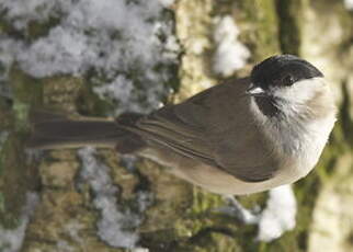 Mésange nonnette