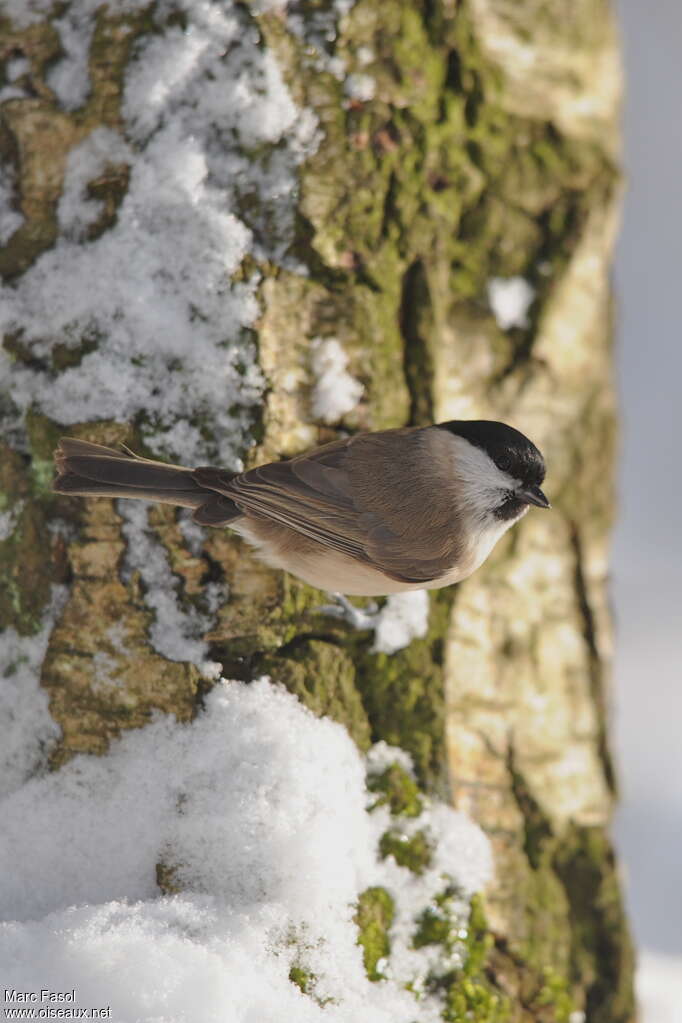 Marsh Tit, pigmentation