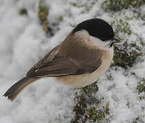 Marsh Tit