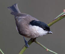 Marsh Tit