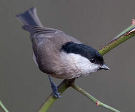 Mésange nonnette