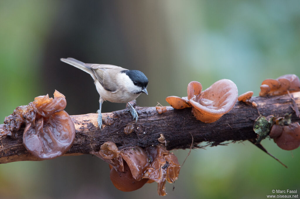 Mésange nonnetteadulte