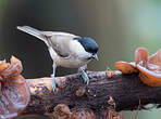 Mésange nonnette