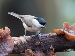 Marsh Tit