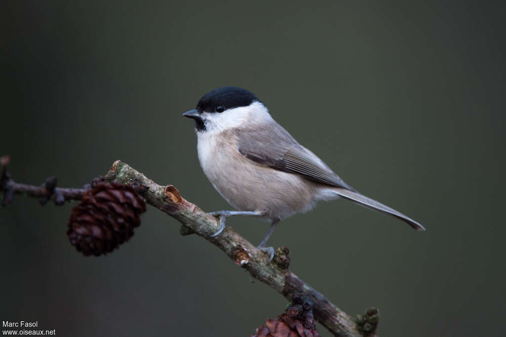 Marsh Titadult, identification