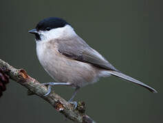 Marsh Tit