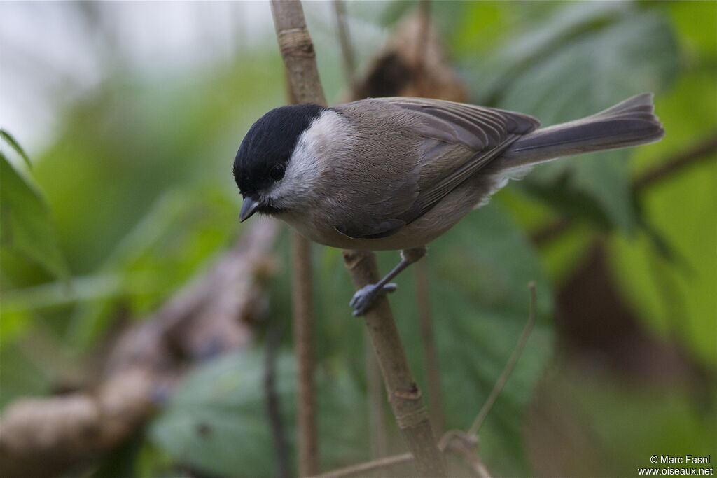 Marsh Titadult, identification