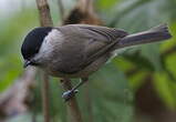 Mésange nonnette