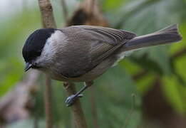 Marsh Tit