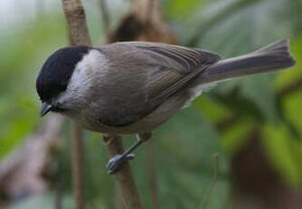 Mésange nonnette