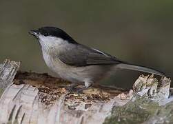 Marsh Tit