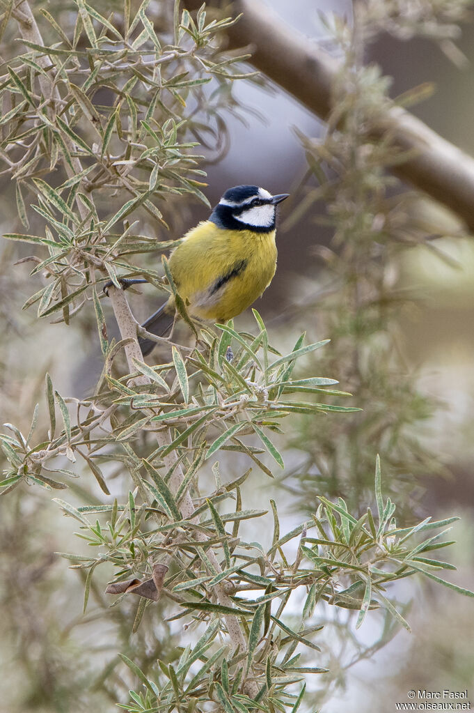 African Blue Titadult, identification