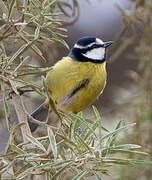 African Blue Tit