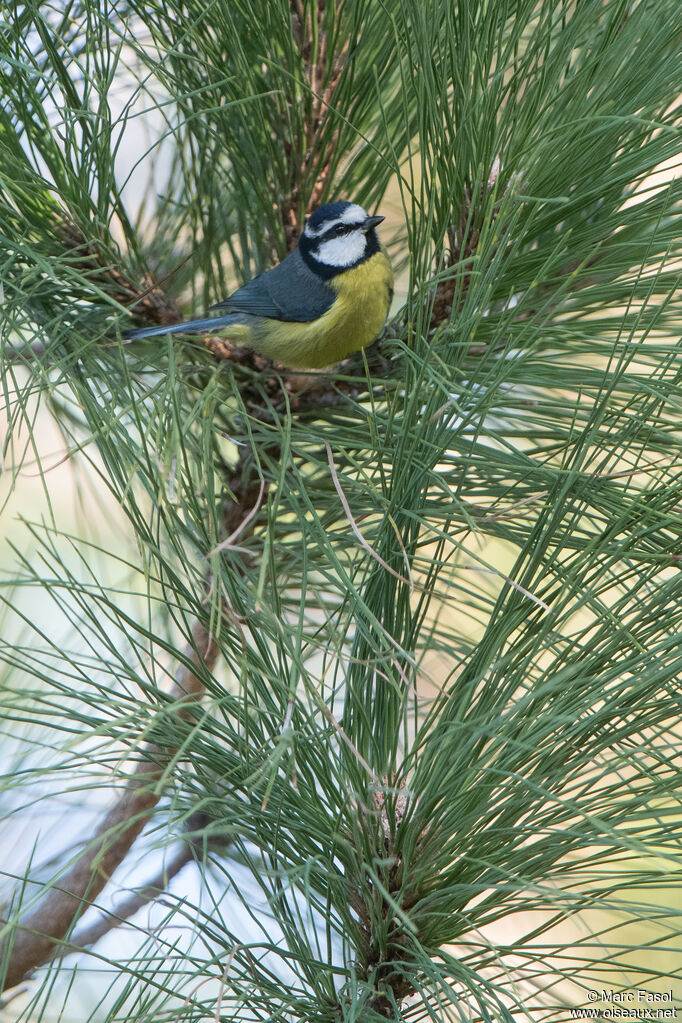 African Blue Titadult, identification