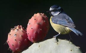 African Blue Tit