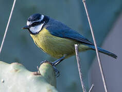 Mésange nord-africaine