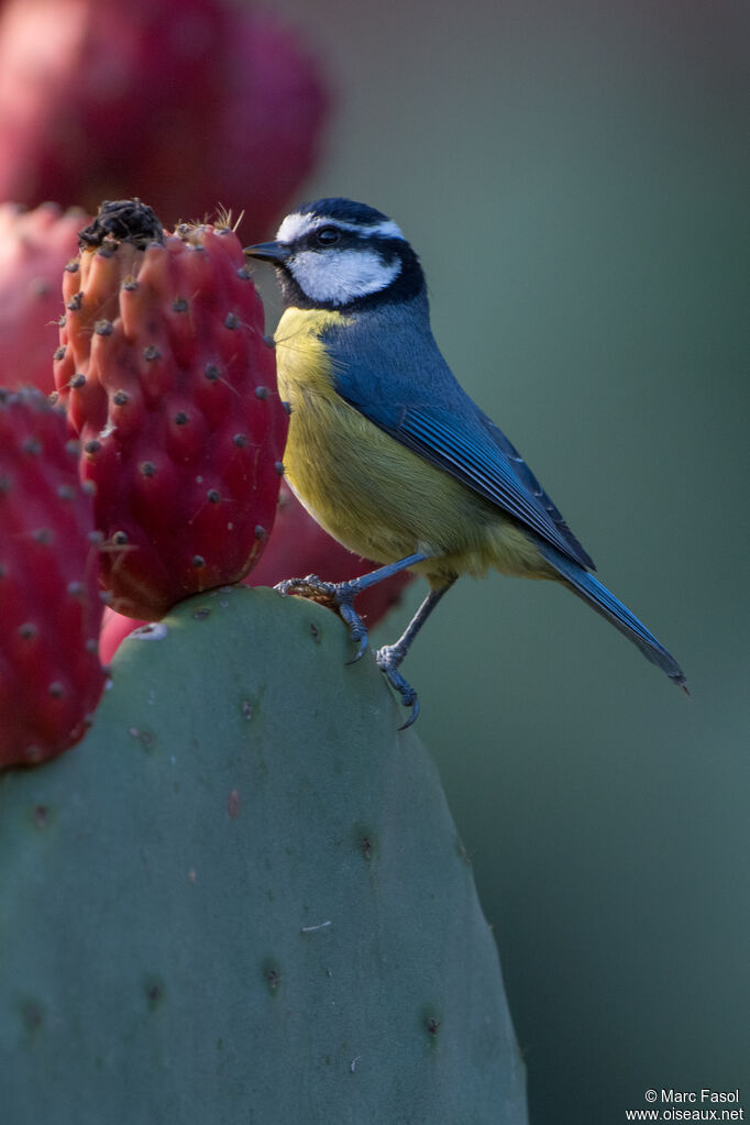 African Blue Titadult, identification