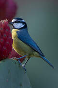 African Blue Tit