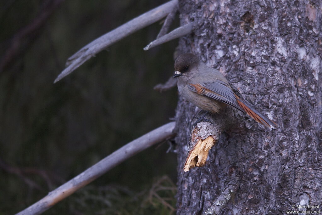 Siberian Jayadult breeding, identification