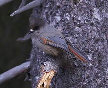 Siberian Jay