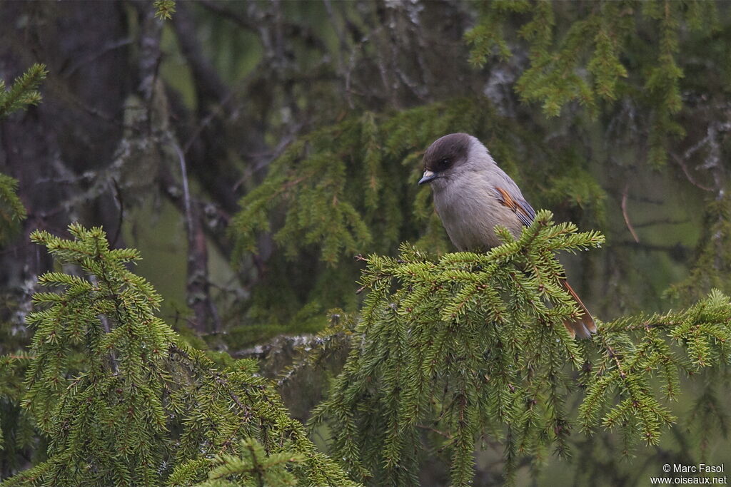 Siberian Jayadult breeding, identification, Behaviour