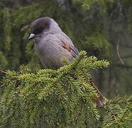 Siberian Jay