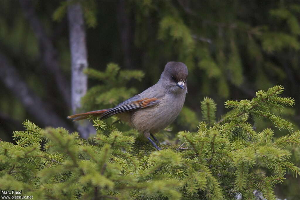 Mésangeai imitateuradulte nuptial, habitat, pigmentation