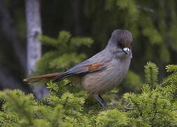 Siberian Jay