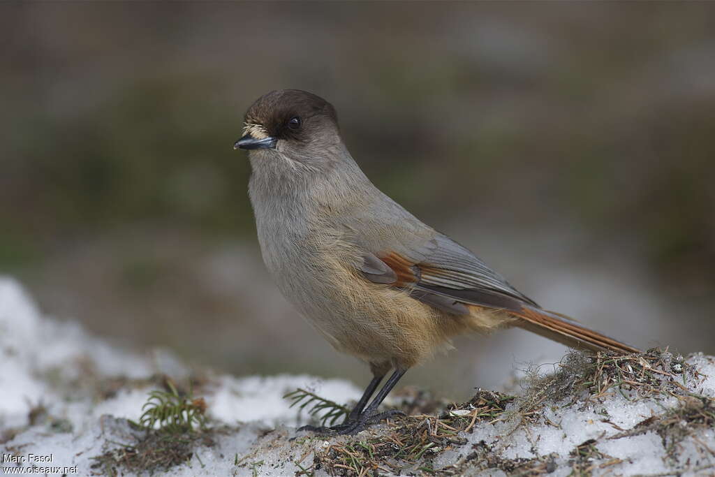 Mésangeai imitateuradulte, identification