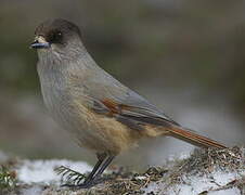 Siberian Jay