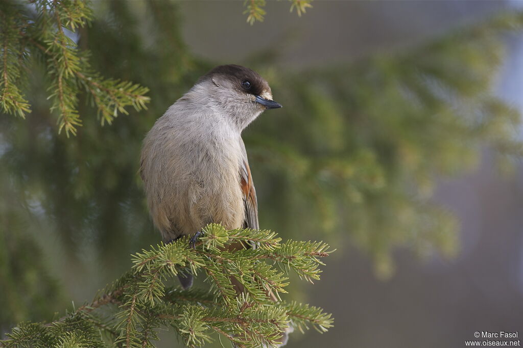 Mésangeai imitateuradulte, identification