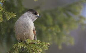 Siberian Jay